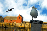 seagulls perch at motif #1
