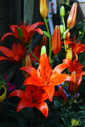 orange orchid in garden