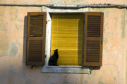 cat in window ancona, italy