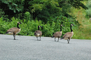 4 geese walking