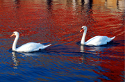 two swans at motif #1