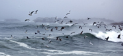 seagulls in storm surge